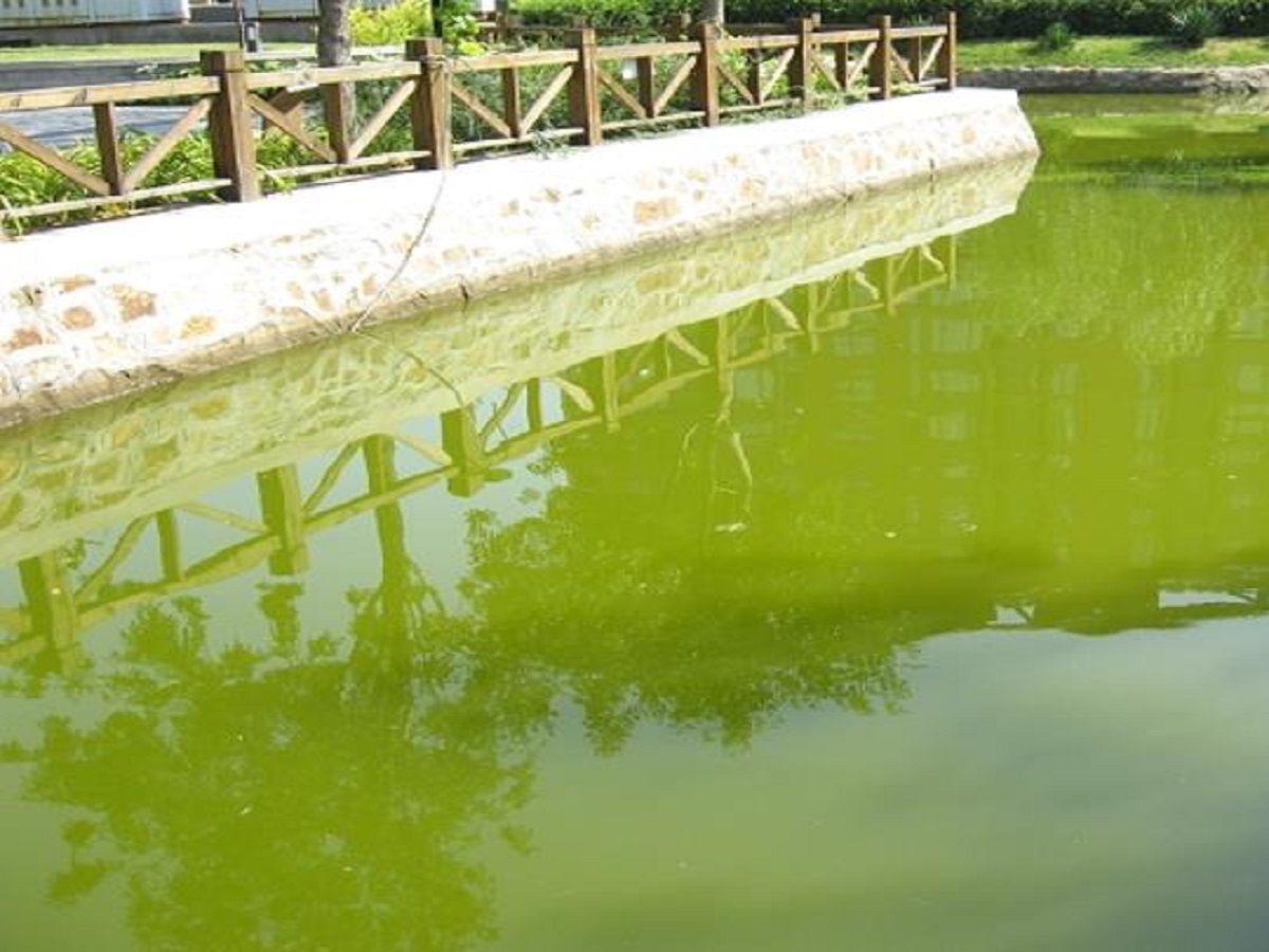污染河道治理及水体生态修复