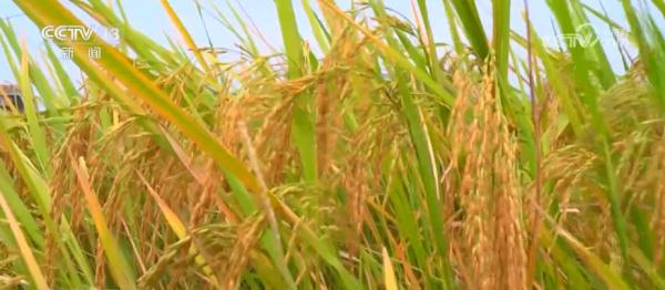 广西富川“旱改水”项目水稻迎丰收